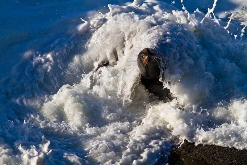 California Sea Lion In Surf
